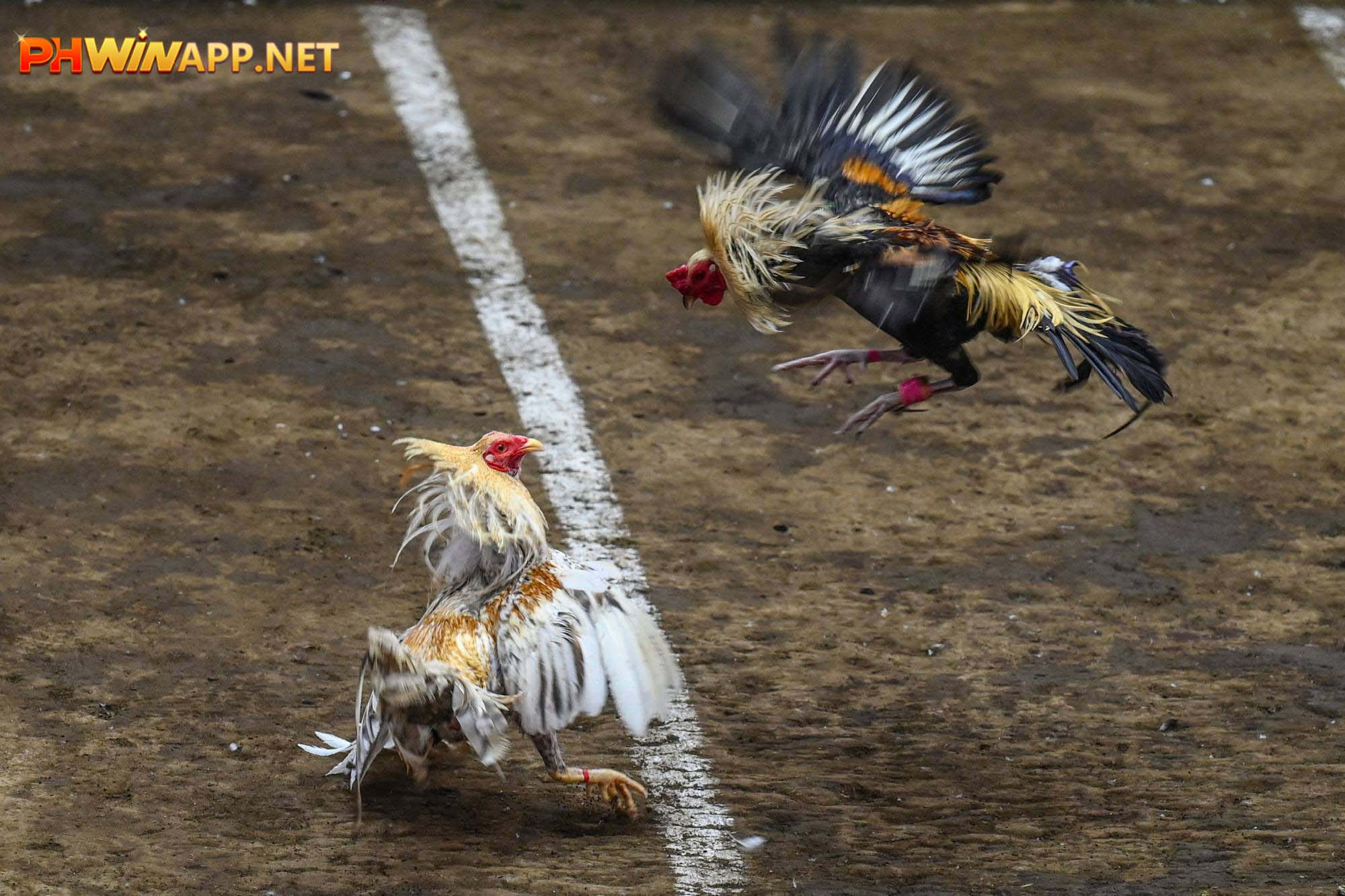 Thomo Cockfighting Cambodia