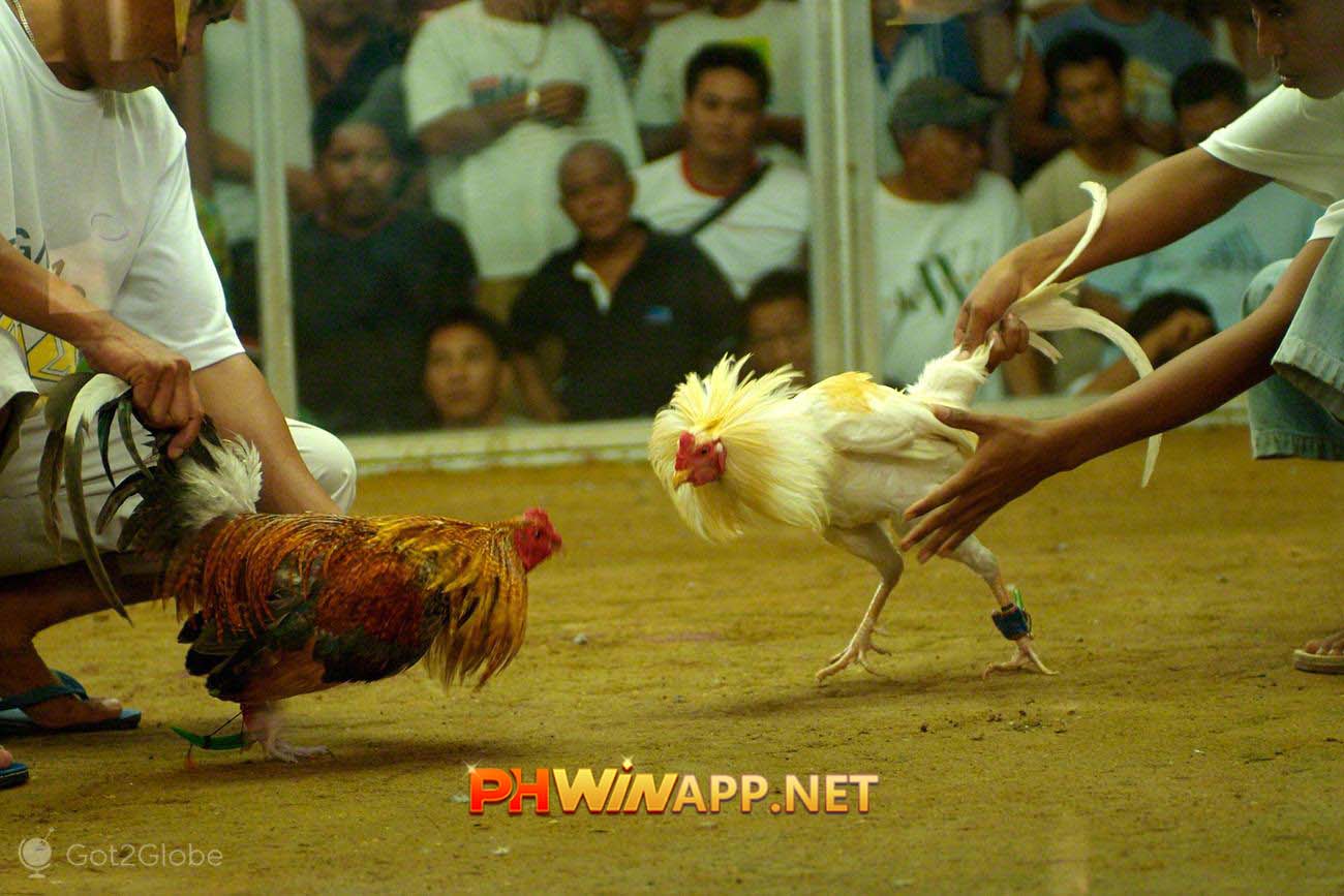 Thomo Cockfighting Cambodia