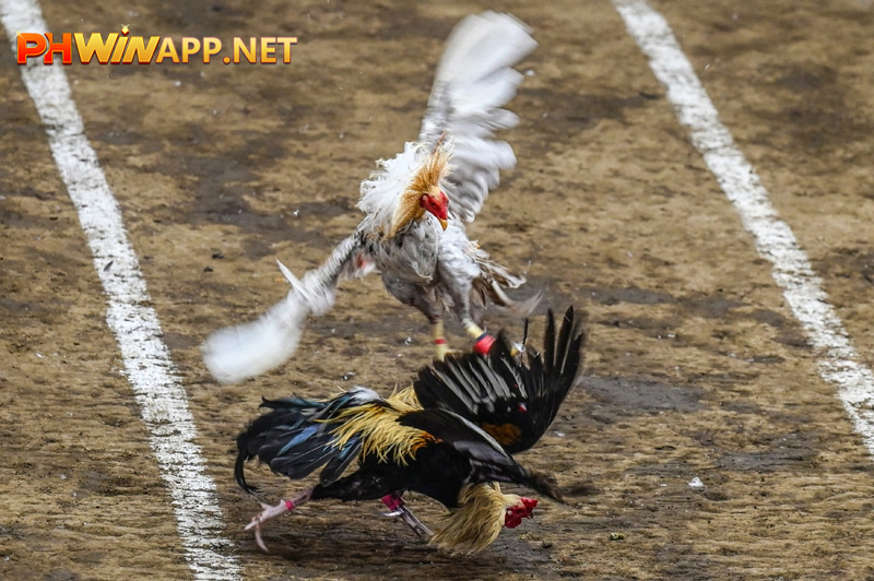 Is Online Cockfighting Legal?